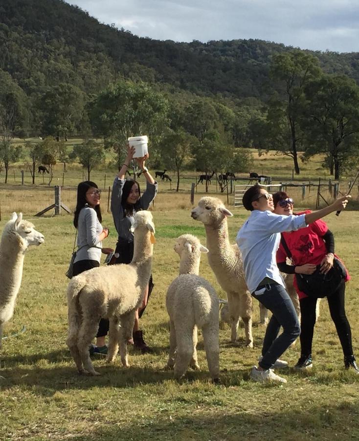 Starline Alpacas Farmstay Resort Broke Экстерьер фото