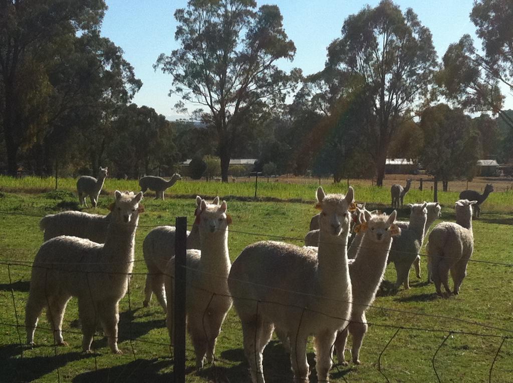 Starline Alpacas Farmstay Resort Broke Экстерьер фото